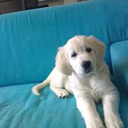 Golden retriever Bianco