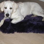 Golden retriever Bianco