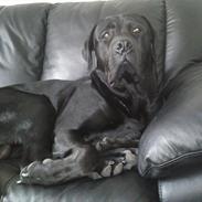 Blanding af racer tyson rottweiler og labrador
