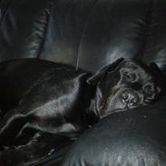 Blanding af racer tyson rottweiler og labrador