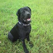 Blanding af racer tyson rottweiler og labrador