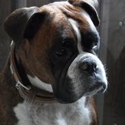 Boxer emma
