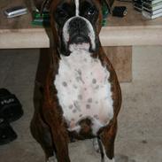 Boxer emma