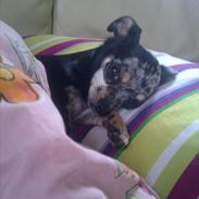 Chihuahua Merle