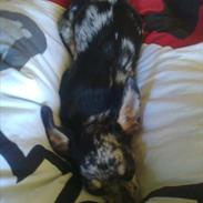 Chihuahua Merle