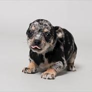 Chihuahua Merle