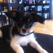 Blanding af racer (Papillon-Yorkie) Pepsi