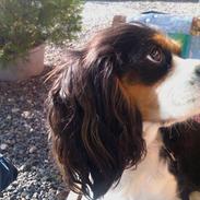 Cavalier king charles spaniel Birkedals Magdale/Maggie