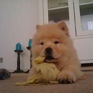 Chow chow Lilo