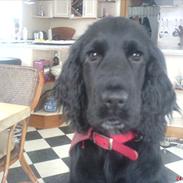 Cocker spaniel Molli 