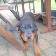 Rottweiler Zenta