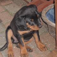 Rottweiler Zenta