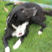 Blanding af racer tøzen