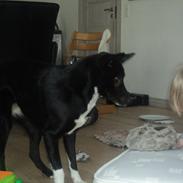 Blanding af racer tøzen