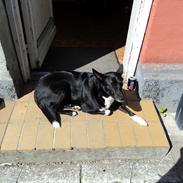 Blanding af racer tøzen