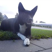 Blanding af racer tøzen