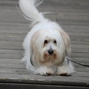 Coton de tulear Kandi - Soul Sister! <3