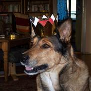 Blanding af racer Bøwle