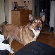 Blanding af racer Bøwle