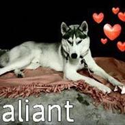 Siberian husky Valiant Mani