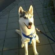 Siberian husky Valiant Mani