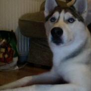 Siberian husky Valiant Mani