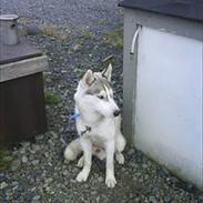 Siberian husky Valiant Mani
