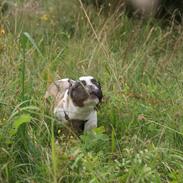 Fransk bulldog Diamond French Bosco