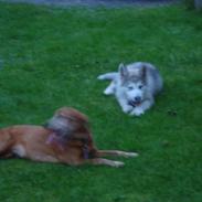 Alaskan malamute Niko