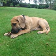 Grand danois Naomi (Nummi, Tosse)
