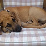 Grand danois Naomi (Nummi, Tosse)