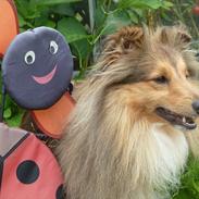 Shetland sheepdog Silas (be my Bobby)