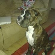 Boxer bastian