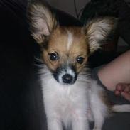 Papillon Milo