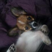 Papillon Milo