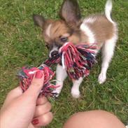 Papillon Milo