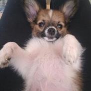 Papillon Milo