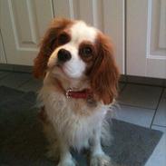 Cavalier king charles spaniel Freja