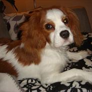 Cavalier king charles spaniel Freja