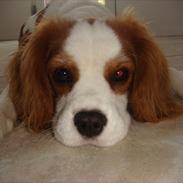Cavalier king charles spaniel Freja