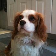 Cavalier king charles spaniel Freja