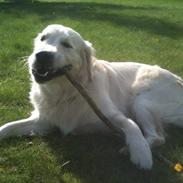 Golden retriever Theodor