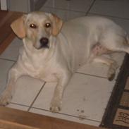 Blanding af racer Molly