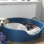 Blanding af racer Molly