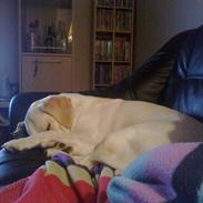 Blanding af racer Molly