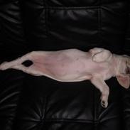 Blanding af racer Molly