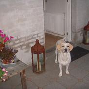 Blanding af racer Molly