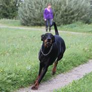 Dobermann GOF Dynamic DEA