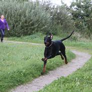 Dobermann GOF Dynamic DEA