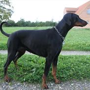 Dobermann GOF Dynamic DEA